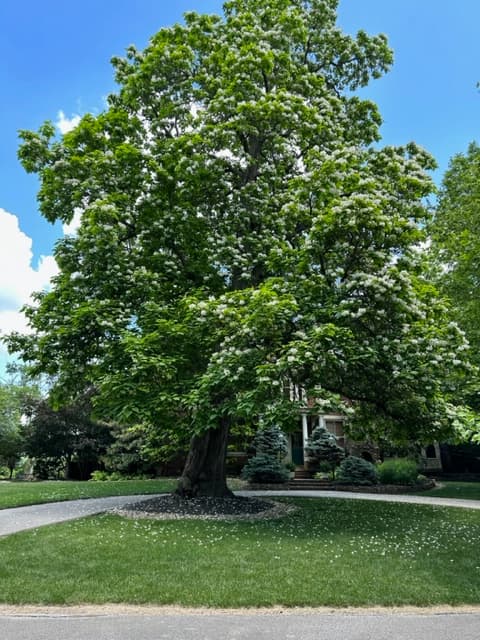 Tree at The Inn at Oneonta